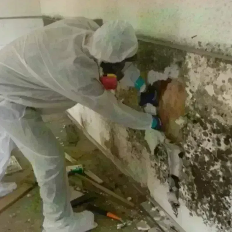 Mold Remediation and Removal in Steele County, ND